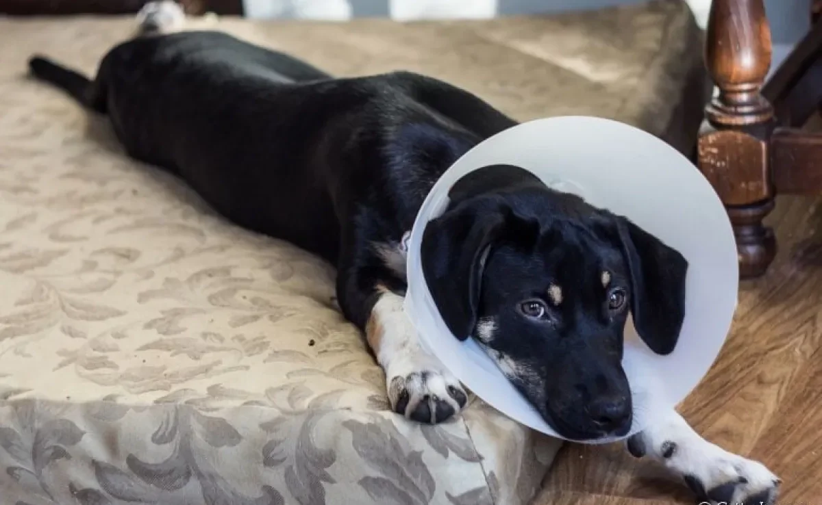 Incontinência urinária em cães: Mitos e verdades