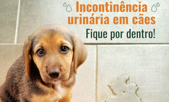 Como diagnosticar a incontinência urinária em cães