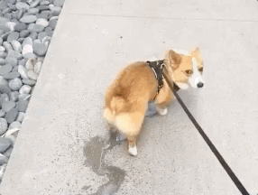 A importância da higiene no manejo da incontinência canina