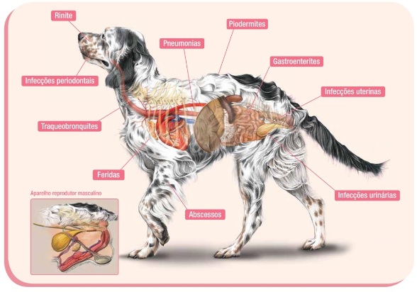 Sintomas de infecção urinária em cães: o que observar no seu pet