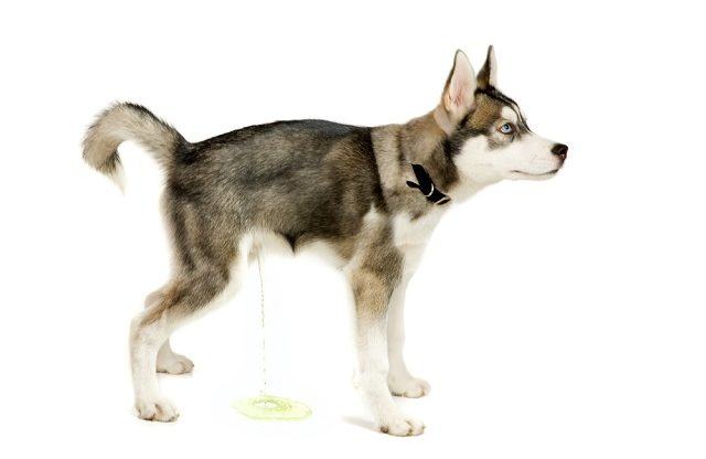 Causas da infecção urinária canina: hábitos e doenças que influenciam