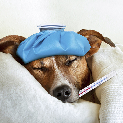 Baytril e Meloxivet: como funcionam no tratamento da infecção urinária