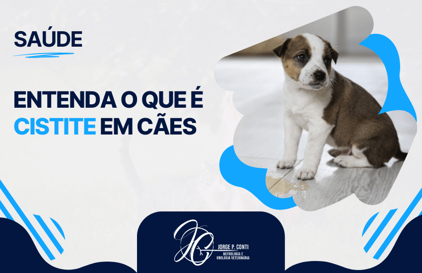 infecção urinária em cães