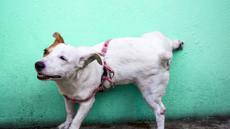 Sintomas de infecção urinária em cães: o que observar no seu pet