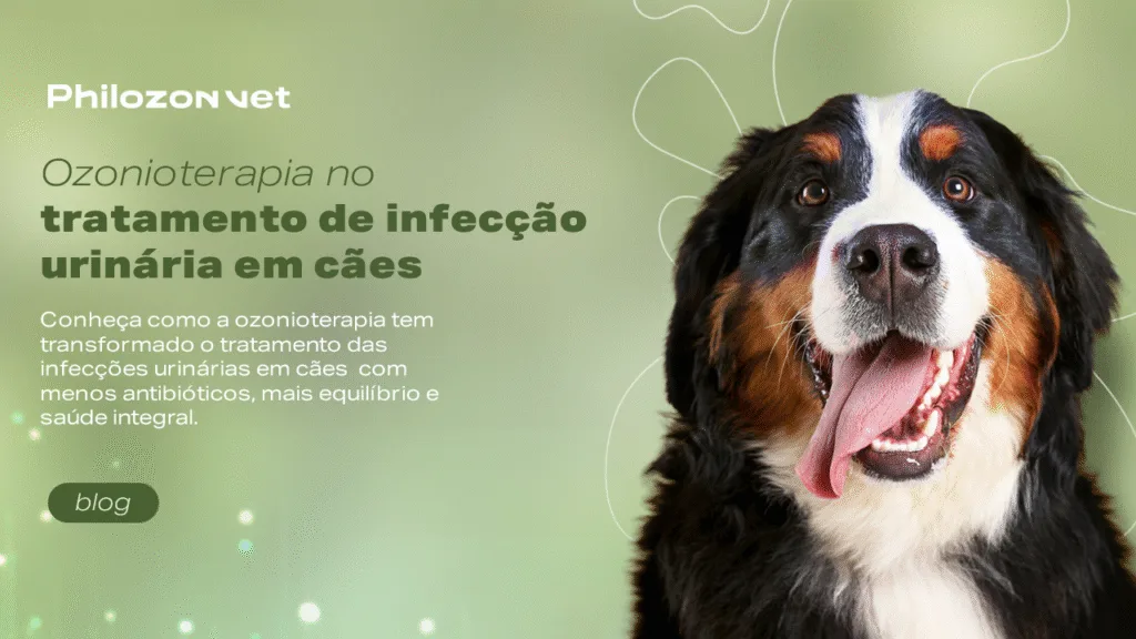 Causas da infecção urinária canina: hábitos e doenças que influenciam