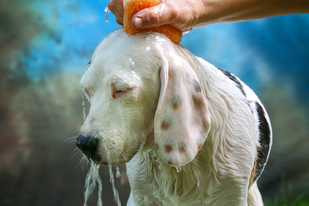 Raças de cães mais sensíveis ao calor: um guia completo