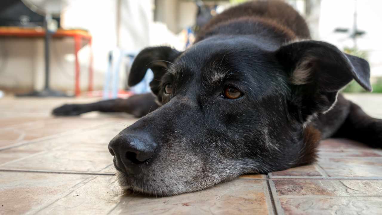 O perigo oculto do carro quente para pets: o que todo tutor precisa saber