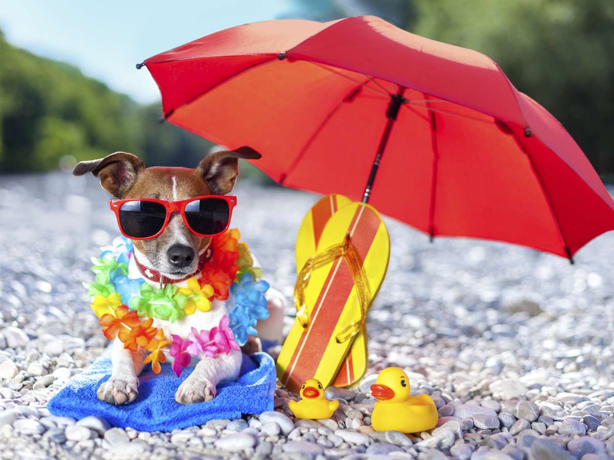 Diferença entre calor e insolação em cães: saiba identificar