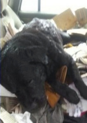 Como proteger seu cachorro do calor extremo: dicas essenciais