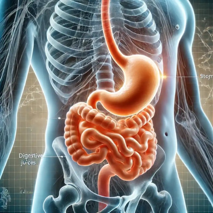 Intestino Barulhento