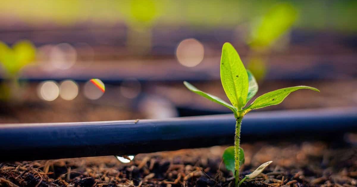 5 Componentes Essenciais para um Sistema de Irrigação por Gotejamento Eficiente