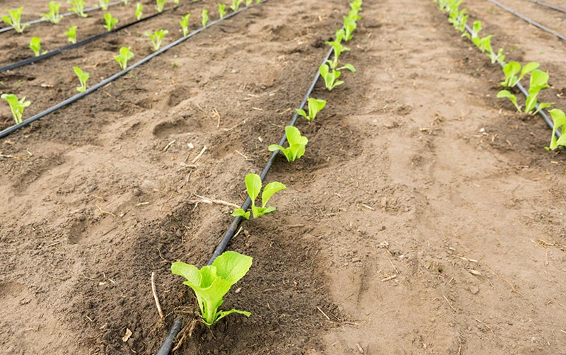 Irrigação por Gotejamento para Pequenos Espaços: Soluções para Hortas Domésticas