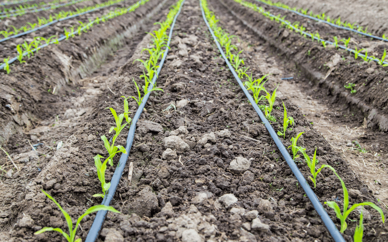 irrigação por gotejamento