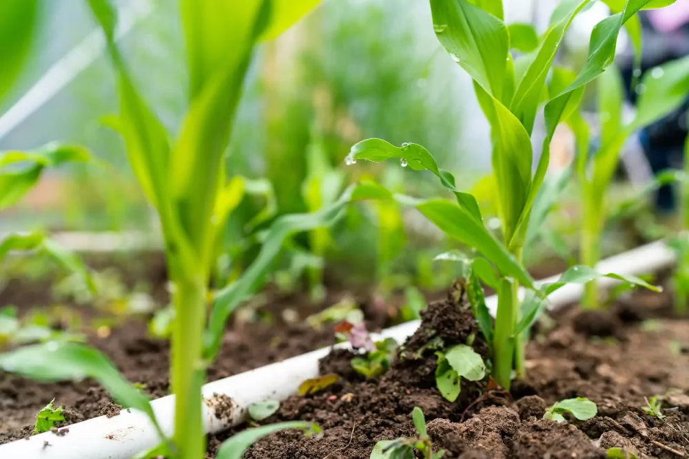 Guia Completo: Montagem de Sistema de Irrigação por Gotejamento DIY