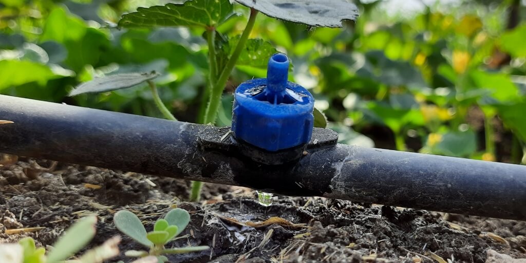 O Poder da Fertirrigação: Nutrição Direta na Raiz com Gotejamento