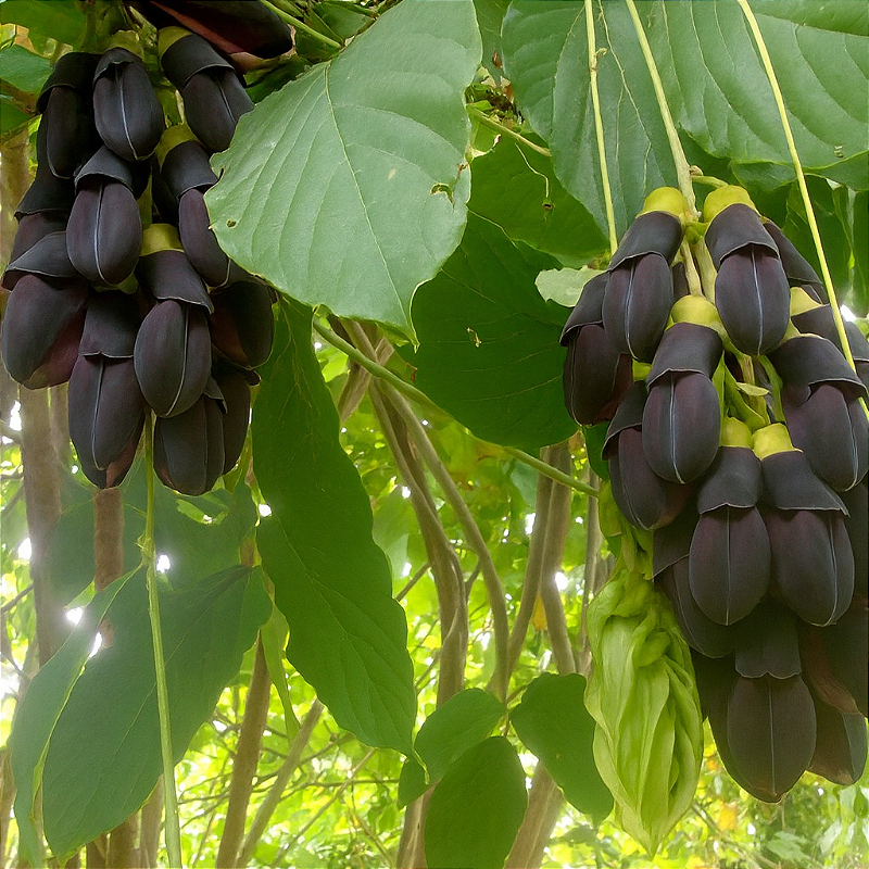 Mucuna nigricans