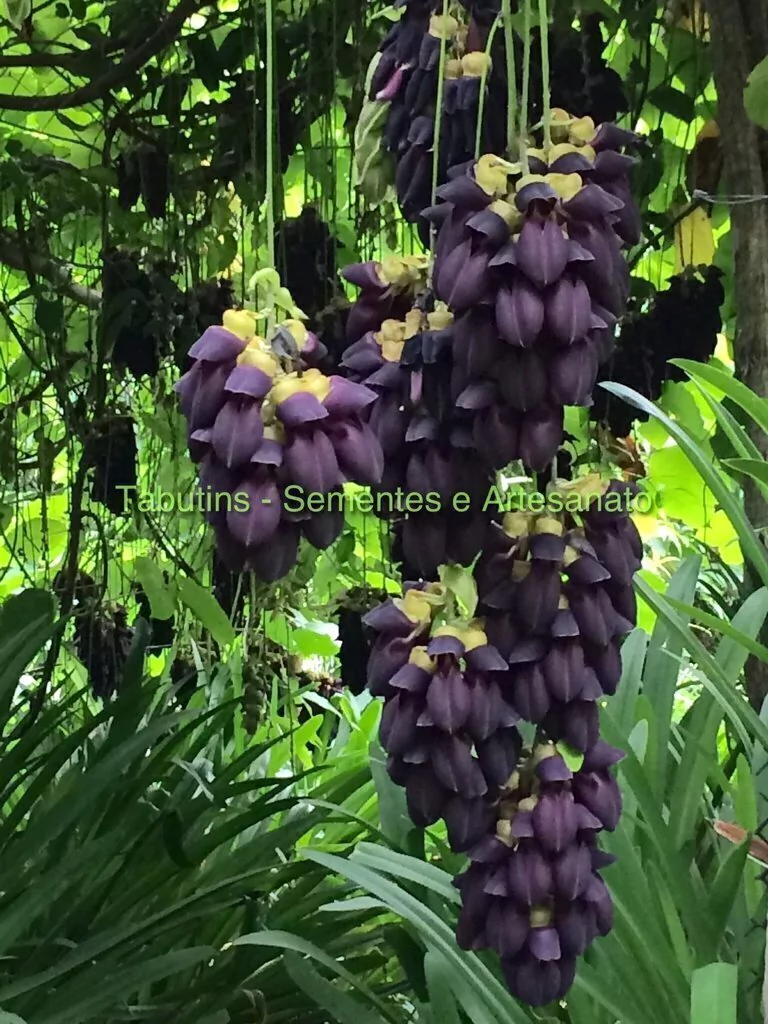 Mucuna interrupta