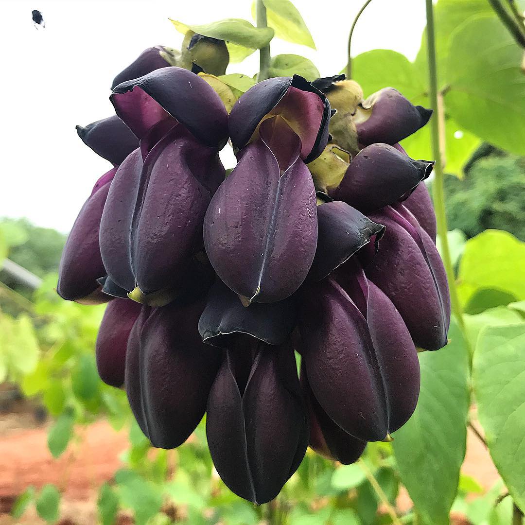 Jade Negra litoterapia