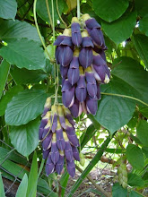 Jade Negra chakra raiz