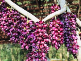 Mucuna nigricans