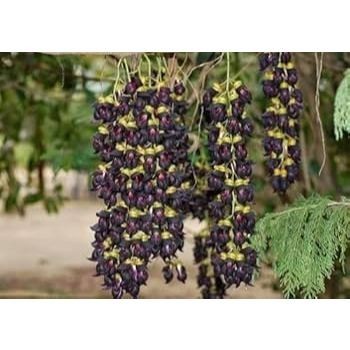 Mucuna interrupta