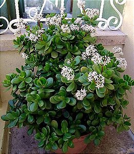Pedra Jade Negra