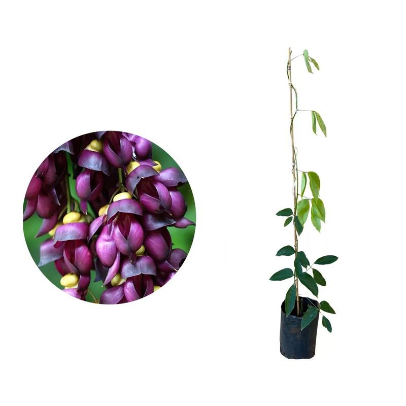 Planta Jade Negra