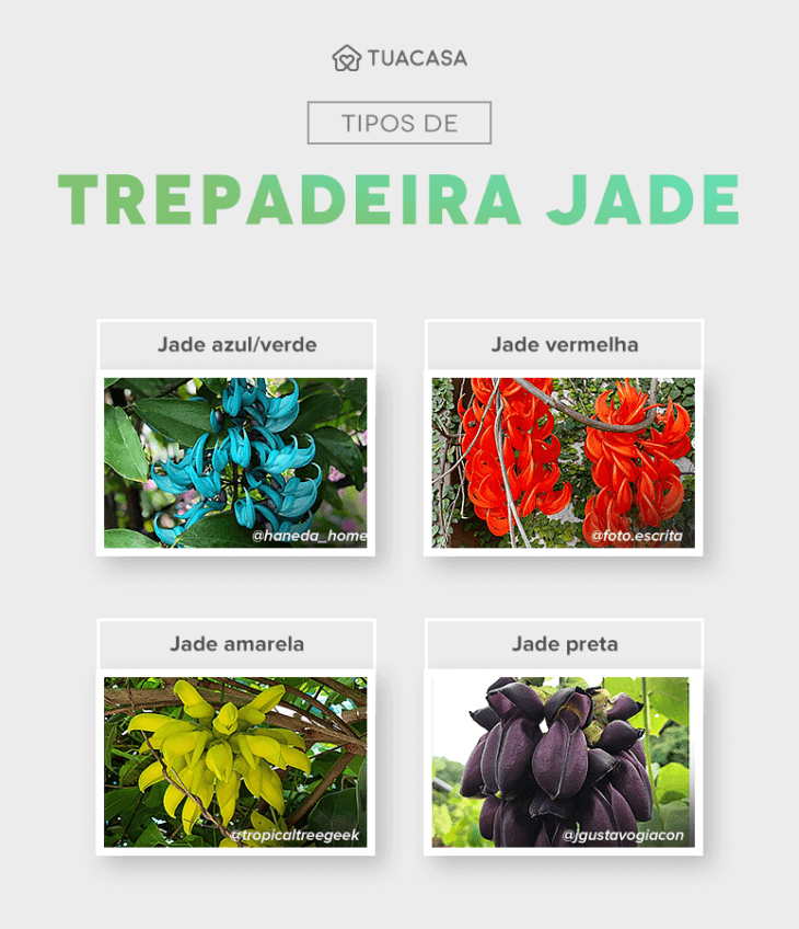 Jade Negra proteção