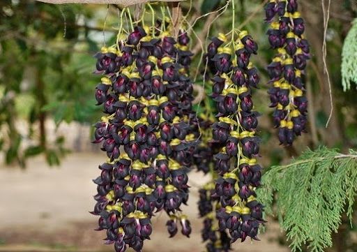 Cristal Jade Negra