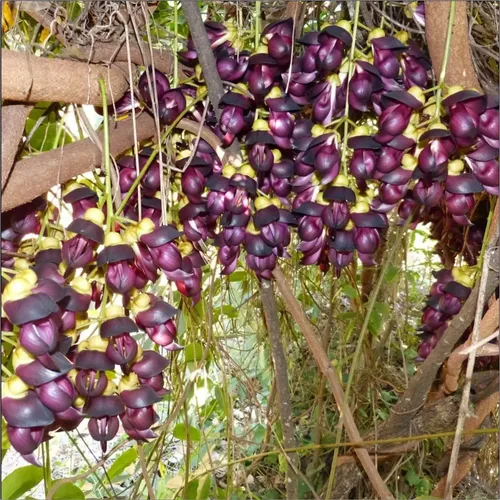 Planta Jade Negra