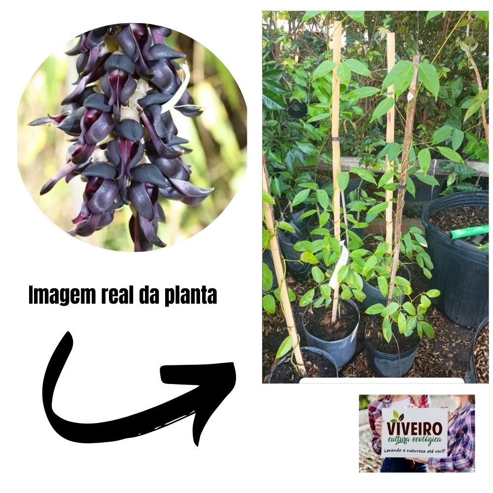 Cultivo Jade Negra