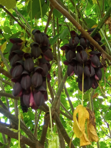 Jade Negra proteção