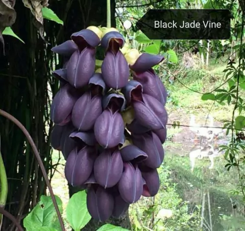 Jade Negra espiritualidade