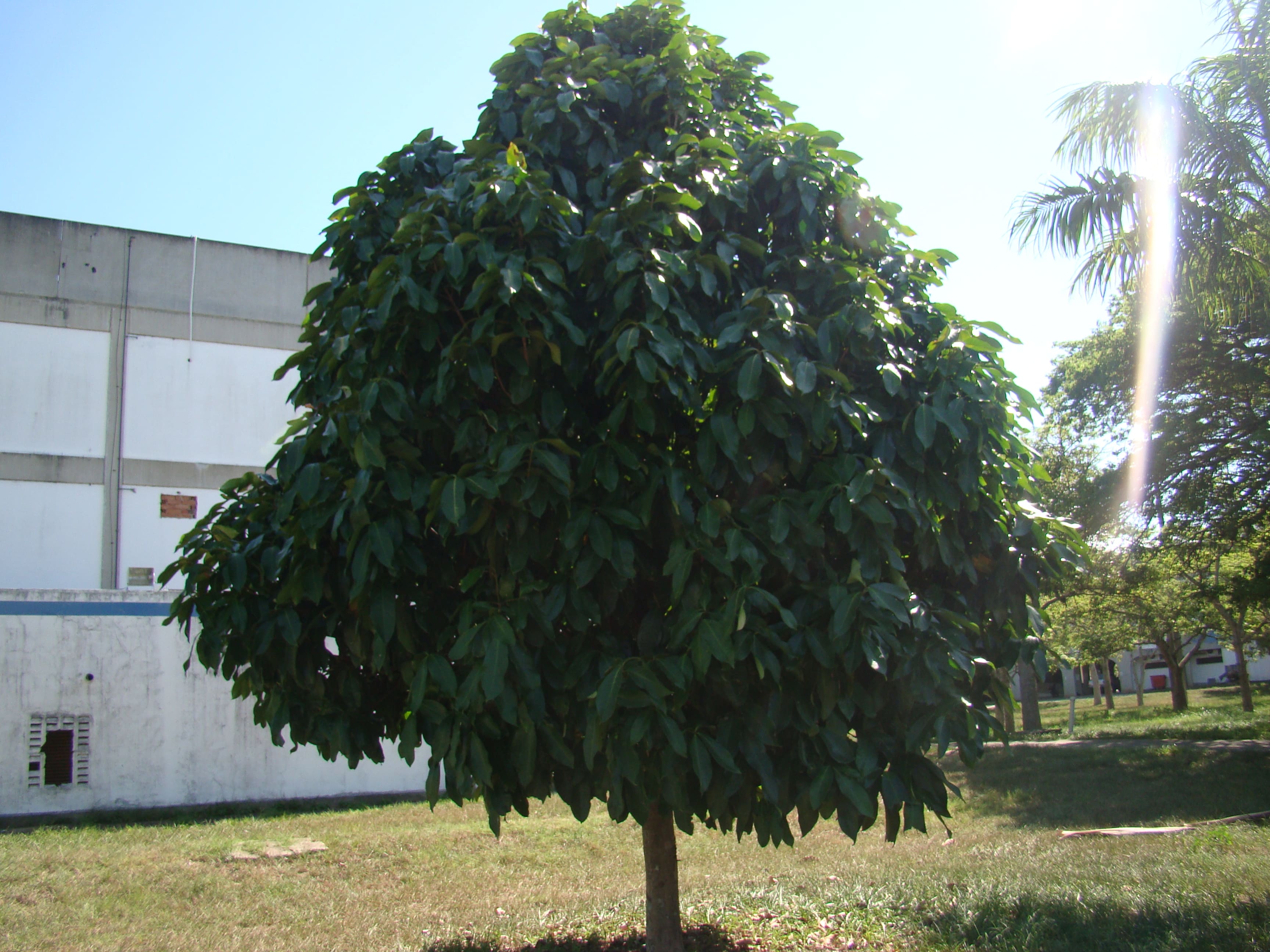 fruto de jambo