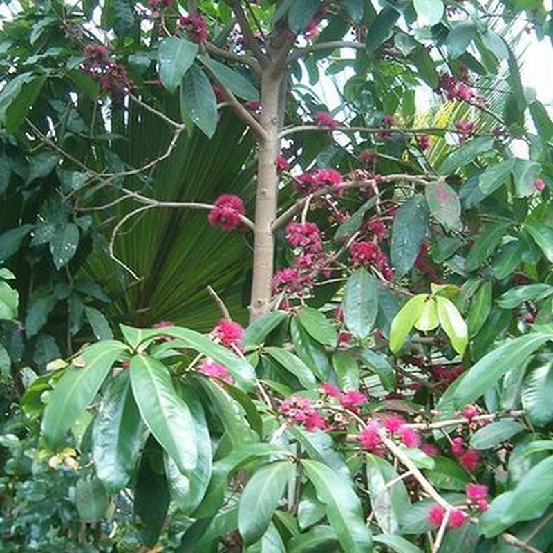 cultivo de jambo