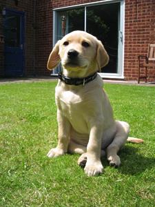 Jardim Pet Friendly em Apartamentos: Soluções para Pequenos Espaços