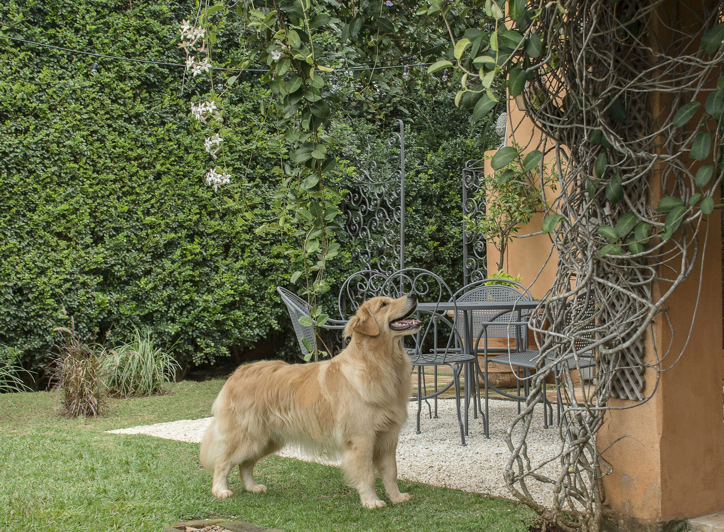 Os Melhores Tipos de Grama para Resistir ao Xixi e Brincadeiras do Seu Pet