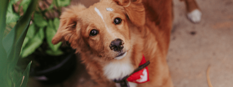 Jardim A Prova De Cachorro