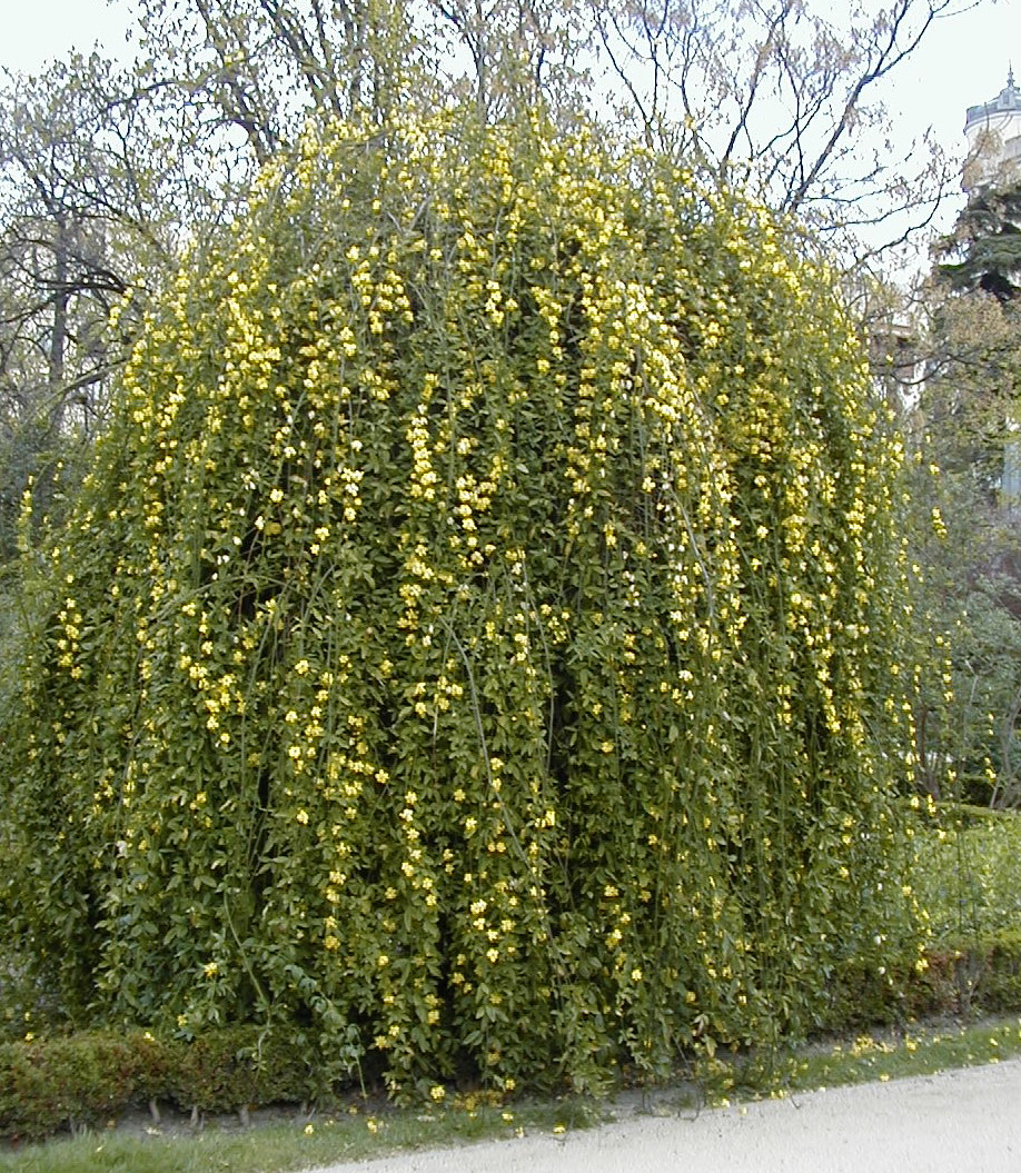 Jasmim-do-campo