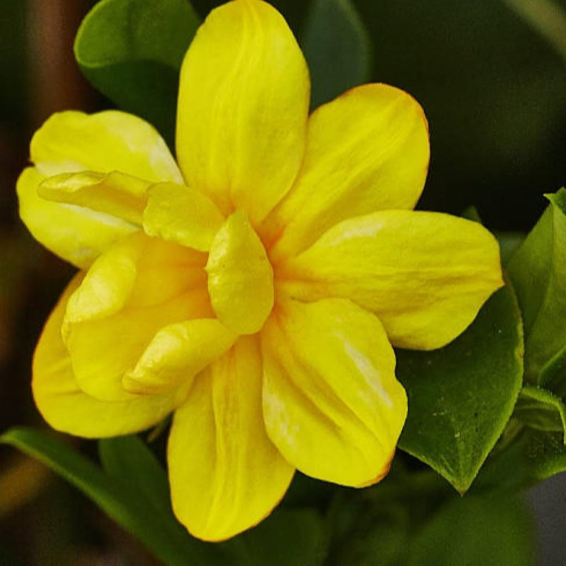 Jasminum mesnyi