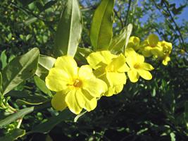 Planta pendente