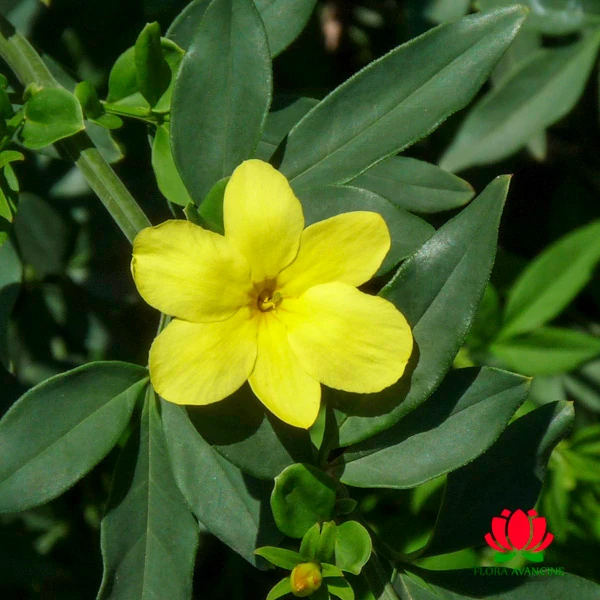 Jasminum mesnyi