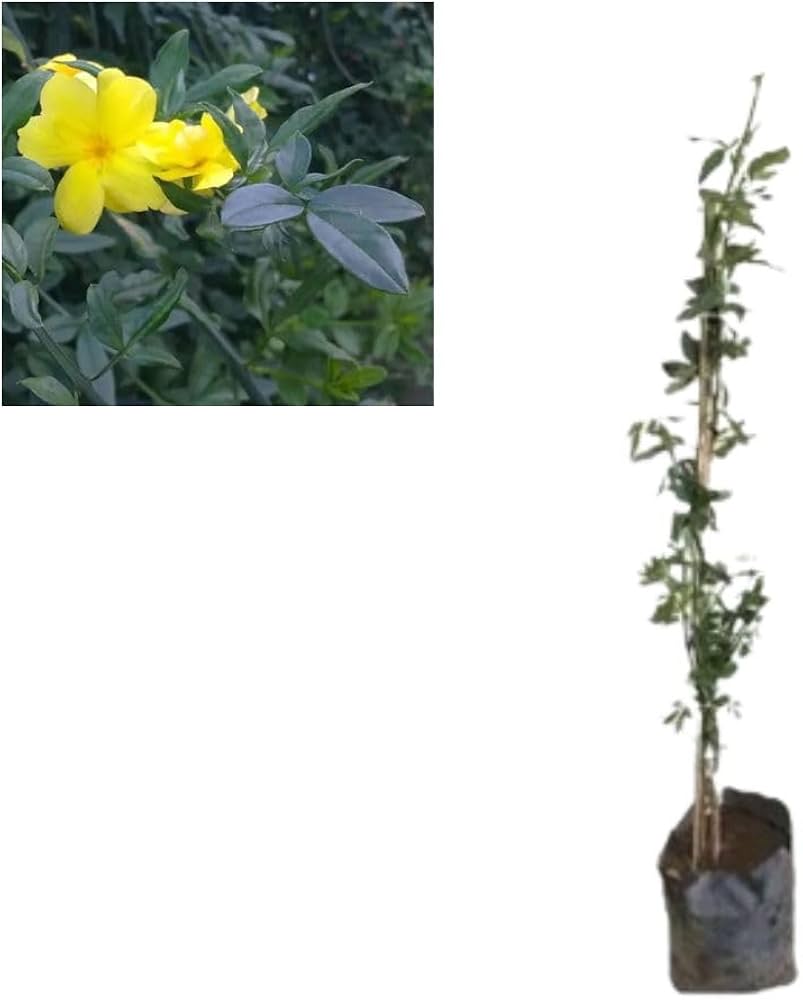 Planta pendente