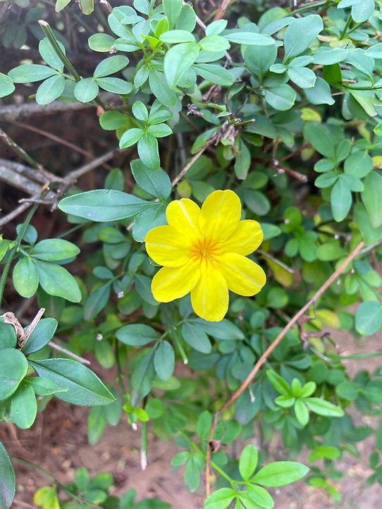 Planta pendente