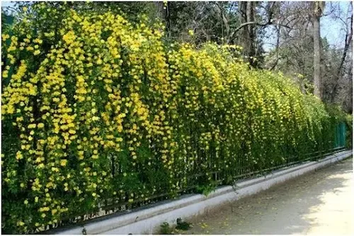 Flores amarelas