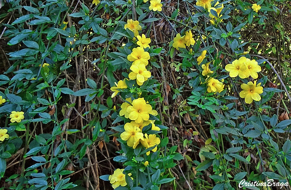 Jardim vertical com jasmim