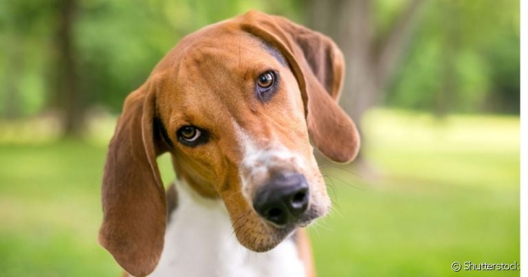 Labirintite Em Cachorro