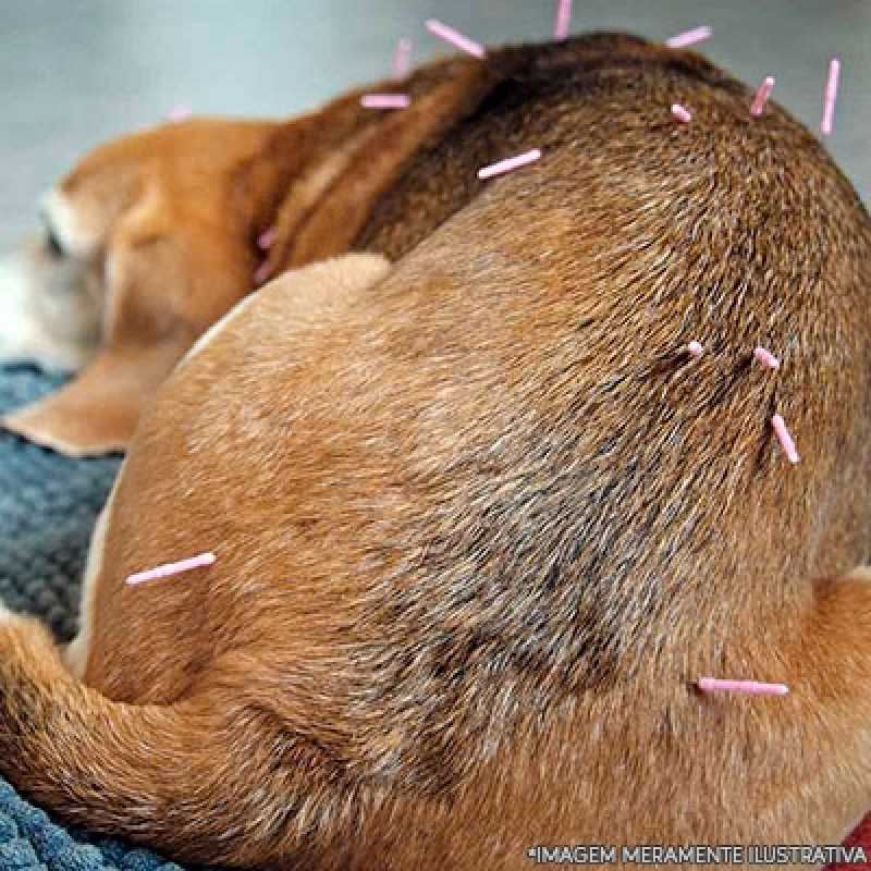 Acupuntura para cães com labirintite: um guia completo