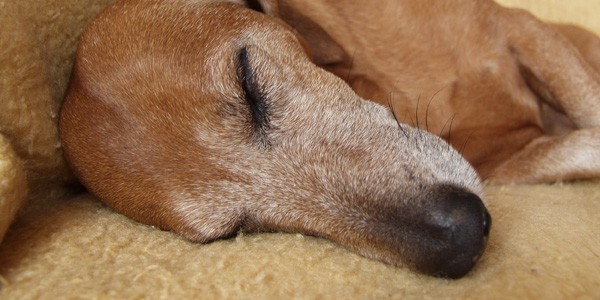 Mitos e verdades sobre o tratamento da labirintite em cachorros