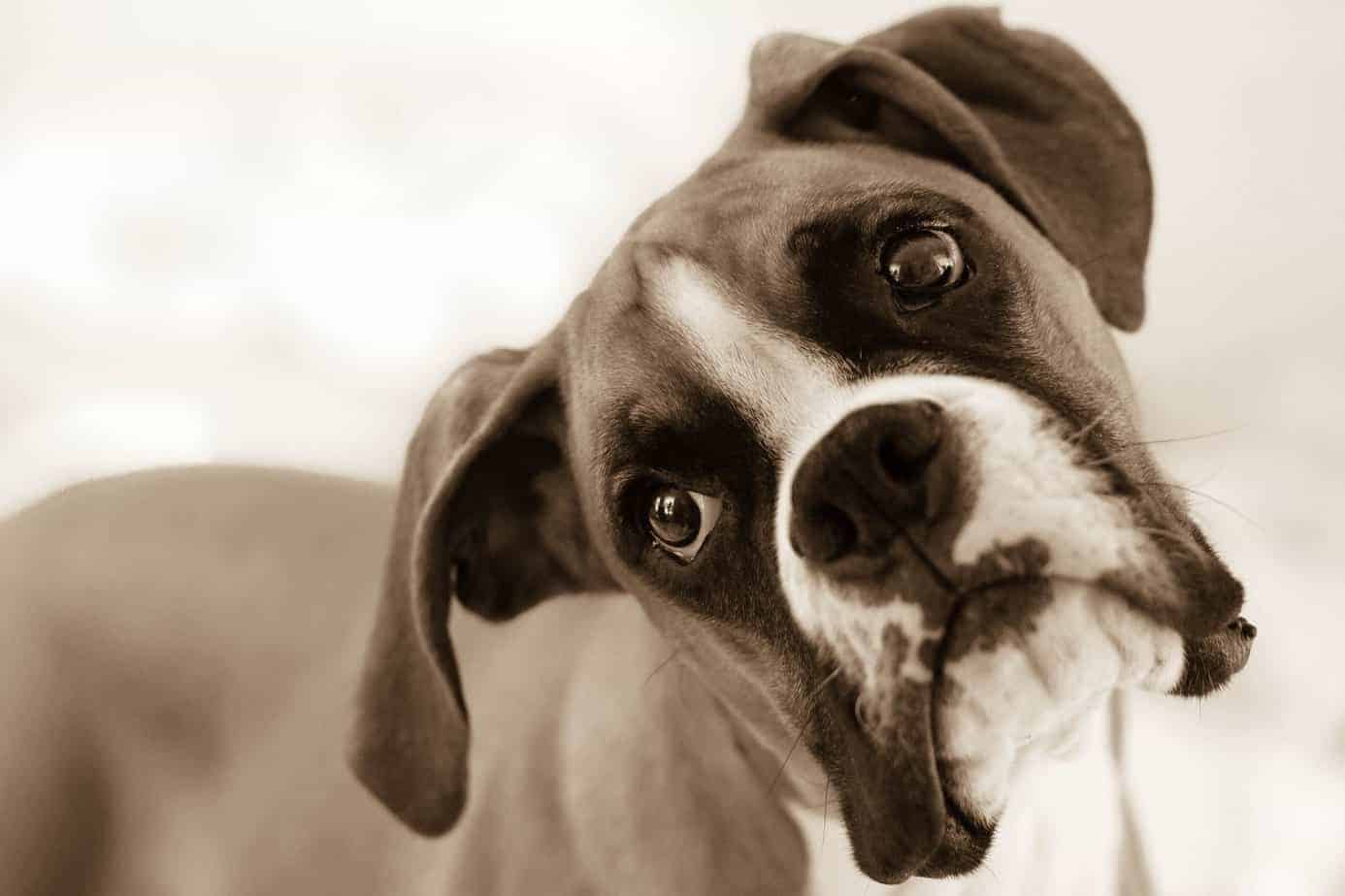 Labirintite Em Cachorro